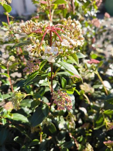 Le printemps est arrivé : redonnez vie à votre jardin avec nos services sur mesure !